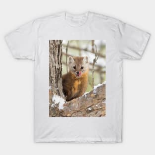 Pine Marten in Algonquin Park T-Shirt